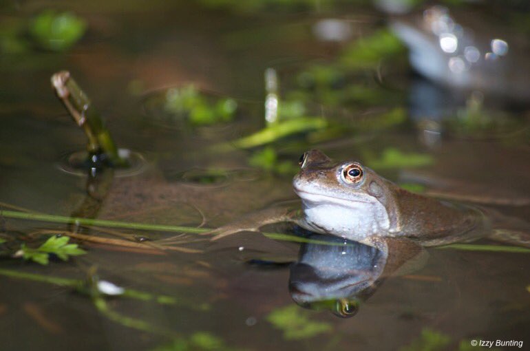 Easy ways to help wildlife in summer:
🐝 Give the birds a drink
🐝 Top up garden ponds
🐝 Make a bee bowl
🐝 Grow nectar-rich plants
🐝 Don't mow wildflowers
🐝 Leave windfalls in situ
🐝 Let some grass grow
🐝 Say no to pesticides and weedkiller
🐝 More: bit.ly/2KQesqp