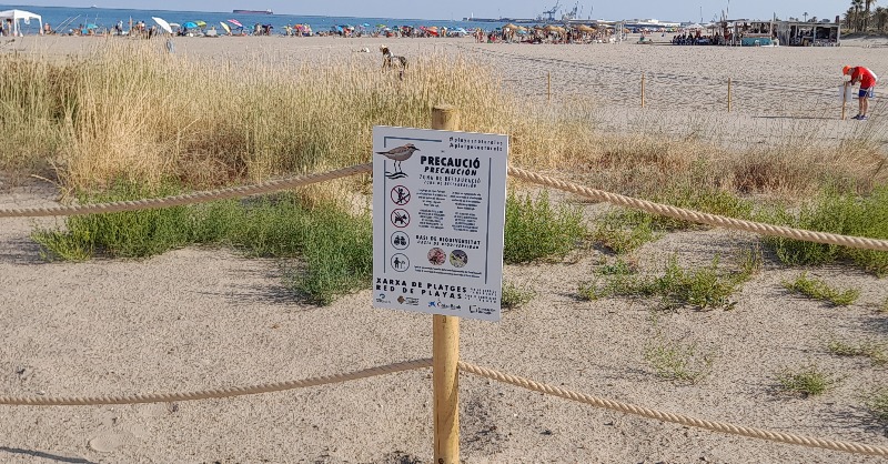 SEO_BirdLife's tweet photo. 📢El proyecto de renaturalización de playas, que comenzamos en 2020, ha permitido aumentar el número de parejas nidificantes de chorlitejo patinegro entre un 10% y 20% respecto a los 5 años anteriores.👏🐣
🏝#PlayasNaturales #PlatgesNaturals