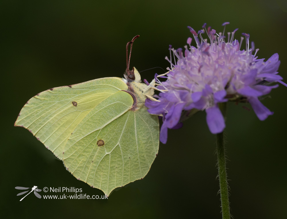 Brimstone on Field Scabious at <a href="/DawsHallNature/">Daws Hall Nature Reserve</a> last week

<a href="/bc_cambs_essex/">BC Cambs and Essex</a> <a href="/savebutterflies/">Butterfly Conservation 🦋</a> <a href="/EssexWildlife/">Essex Wildlife Trust</a> #butterflies #MacroPhotography