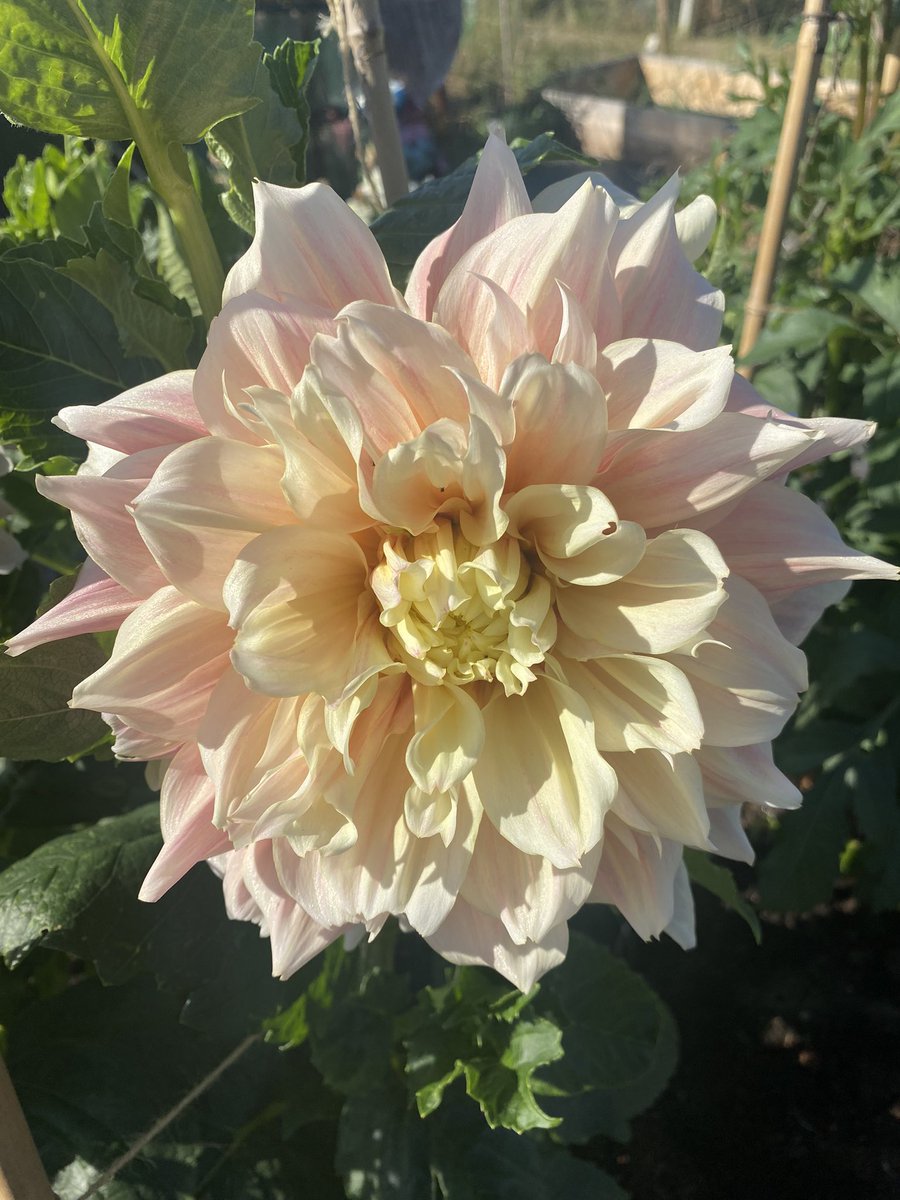 TeacherBusy's tweet photo. The sheer amount of abuse that I have received over the last 24 hrs since posting about him is absolute proof that schools needs to be aware of AT. 

Anyway. Here’s the first of the dahlia breakouts for you from the allotment as a palette cleanser 🥰 https://t.co/YQgKSy1shx