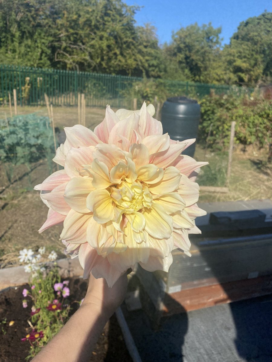 TeacherBusy's tweet photo. The sheer amount of abuse that I have received over the last 24 hrs since posting about him is absolute proof that schools needs to be aware of AT. 

Anyway. Here’s the first of the dahlia breakouts for you from the allotment as a palette cleanser 🥰 https://t.co/YQgKSy1shx