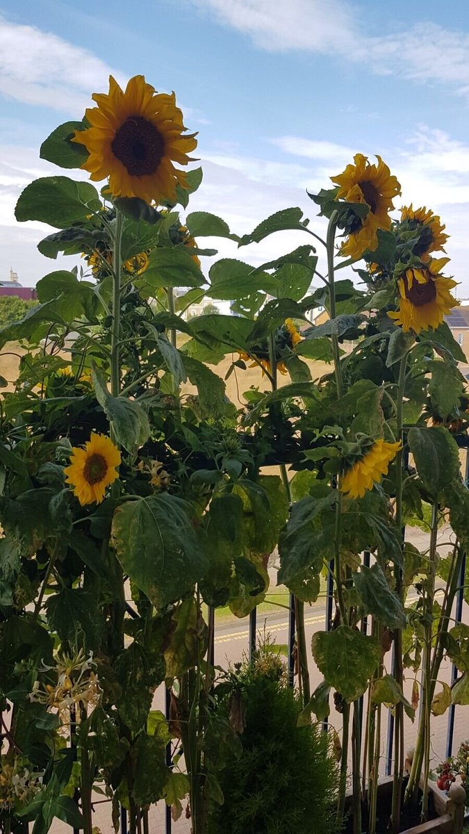 JustSeedLtd's tweet photo. Love seeing the results of our customer's work with our seeds. #HappyCustomers #TallSunflowers https://t.co/7YI0cteTGG