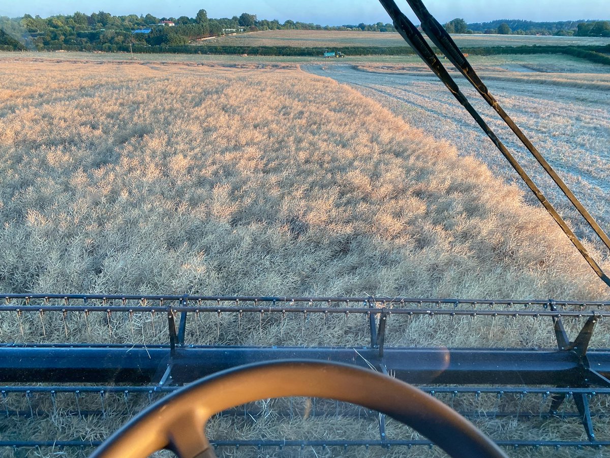 Combining OSR (oil seed rape) at 4:30am with the moisture at 7% this really shows how dry it is and how the warm weather is affecting the crops.

#harvest #cookingoil