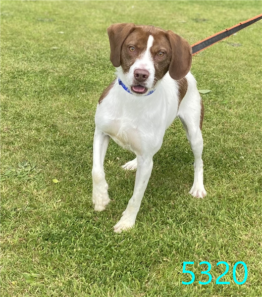 Please retweet to help Milo find a home #STAFFORDSHIRE #UK Aged 11 months, this poor boy has already been passed around for being too bouncy. He's looking for a calm adult home. He may be able to live with another dog housetrained, travels well Details bordercollietrustgb.org.uk