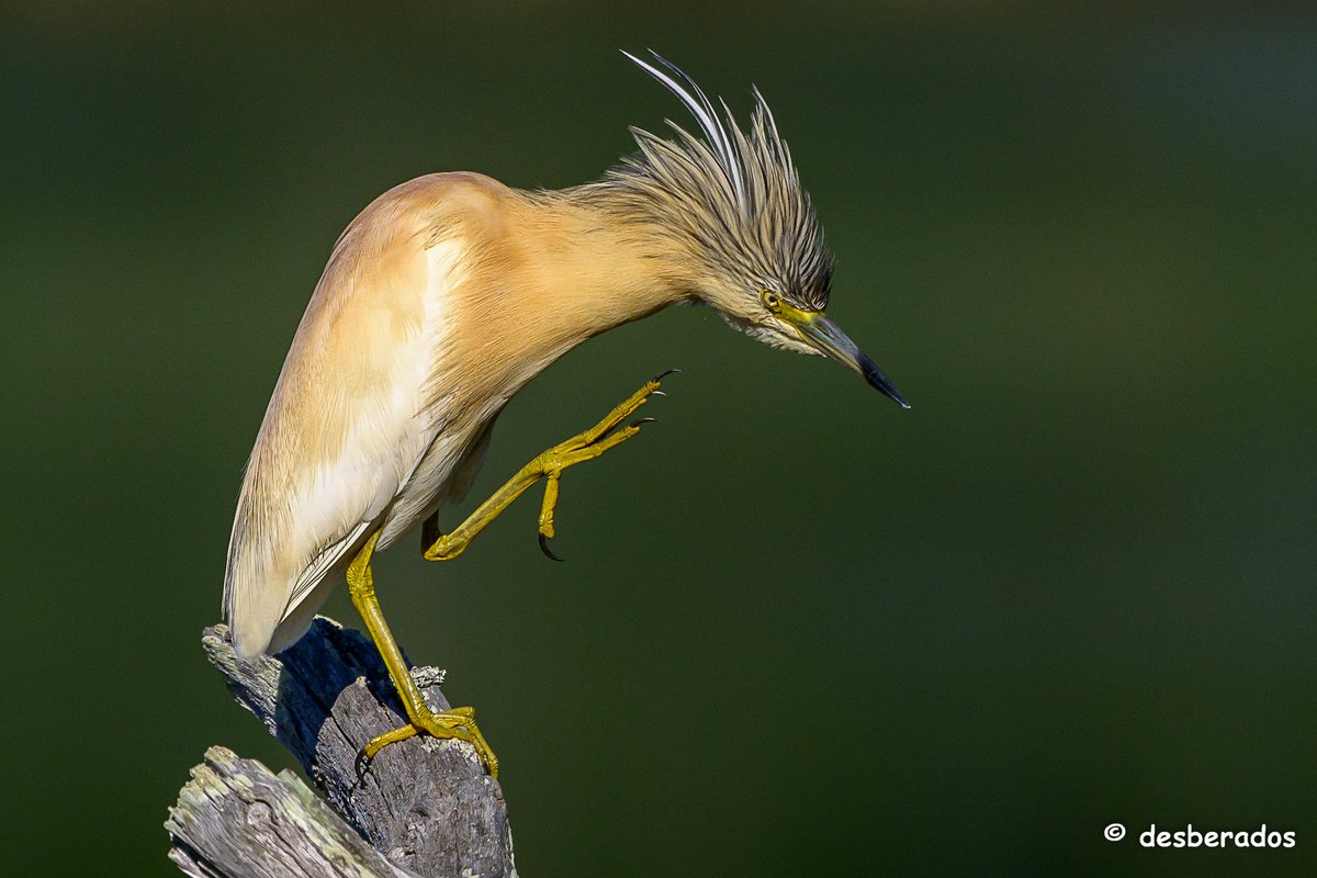 Chevelu le Crabier....
