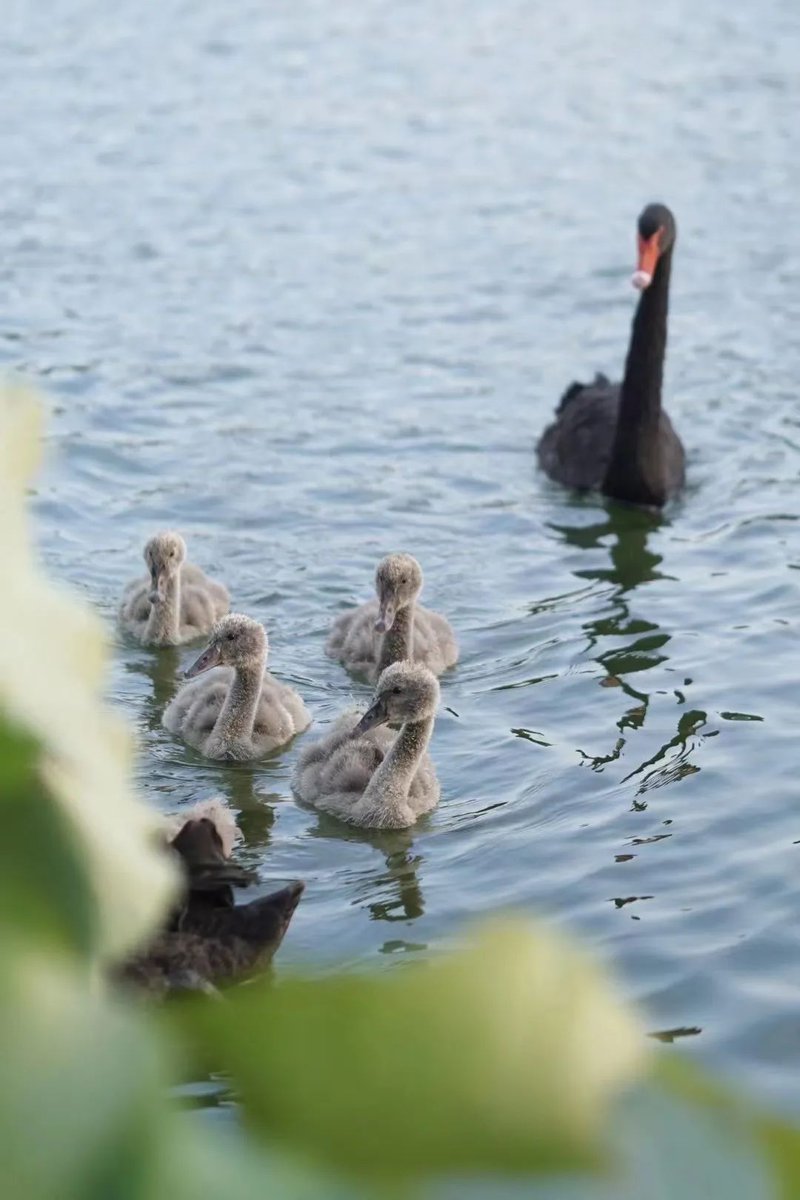 HOT! One of the key words of this summer in Zhejiang. But it seems that the animals at ZJNU still live a quite and lovely holiday😁How are you, ZJNUERS?