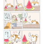 どうしても食べたいのが伝わってくる･･･!スイカを巡る愛犬とのやり取り!