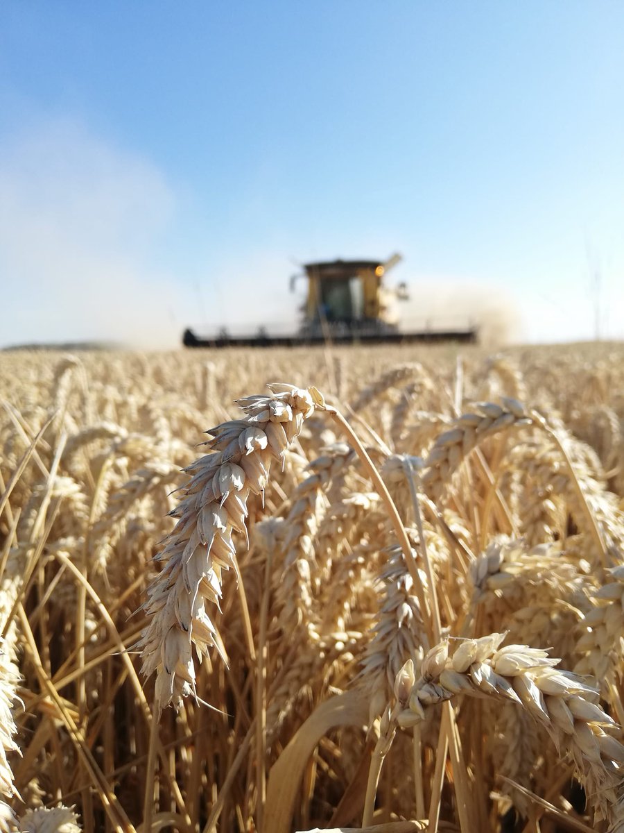 SaatenUnionFr's tweet photo. Retour en images sur la #Moisson2022 en direct de la plaine 📸

✅ Notre variété de #blé CHEVIGNON au RDV comme ici à gauche dans les Ardennes et à droite tout près de Chartres !

Merci aux #agriculteurs pour l'envoi de ces belles photos. https://t.co/kuMkqrMyUi
