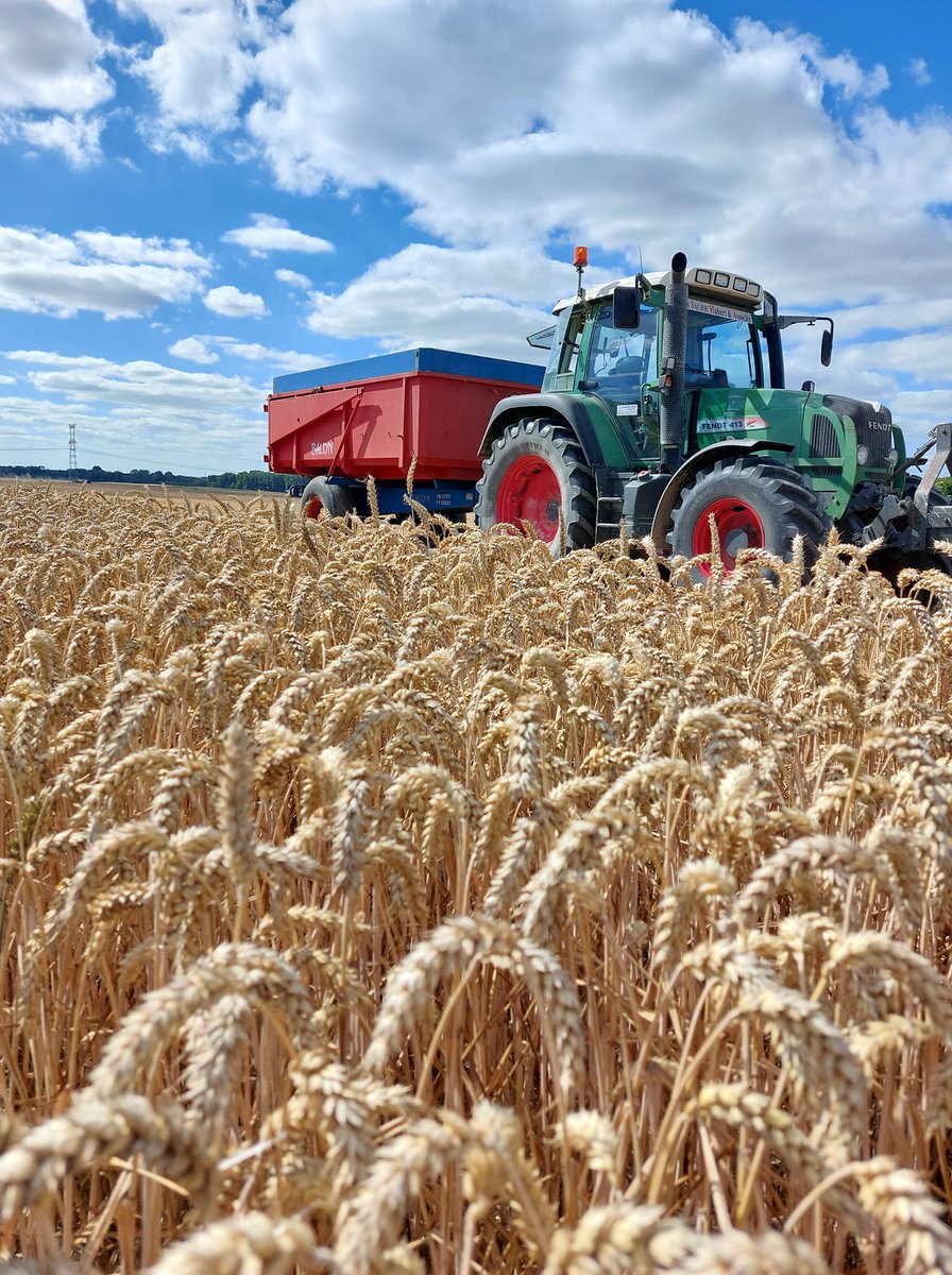 SaatenUnionFr's tweet photo. Retour en images sur la #Moisson2022 en direct de la plaine 📸

✅ Notre variété de #blé CHEVIGNON au RDV comme ici à gauche dans les Ardennes et à droite tout près de Chartres !

Merci aux #agriculteurs pour l'envoi de ces belles photos. https://t.co/kuMkqrMyUi