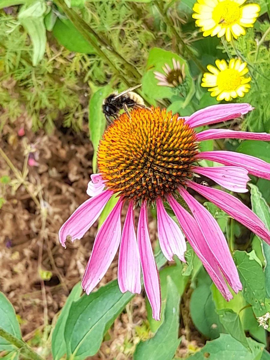StepOnProject1's tweet image. Taking in the calming powers of the beautiful surroundings at #CARDIFF&apos;s #butepark.  These photos were taken by our participants during our #wellbeing walk recently, taking the time to stop, focus and share. @WCVA_AIF @WCVACymru @InnovateTrust #anxiety #inittogether