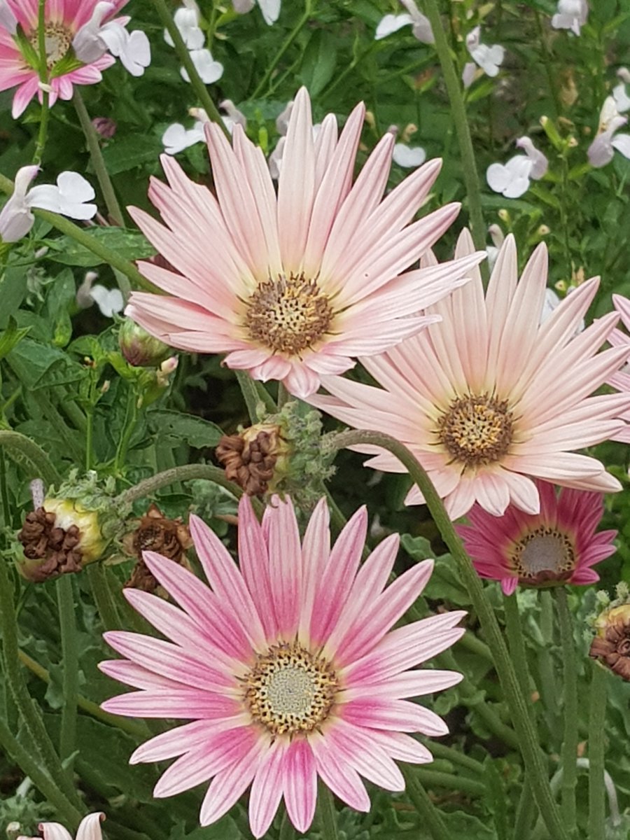 StepOnProject1's tweet image. Taking in the calming powers of the beautiful surroundings at #CARDIFF&apos;s #butepark.  These photos were taken by our participants during our #wellbeing walk recently, taking the time to stop, focus and share. @WCVA_AIF @WCVACymru @InnovateTrust #anxiety #inittogether