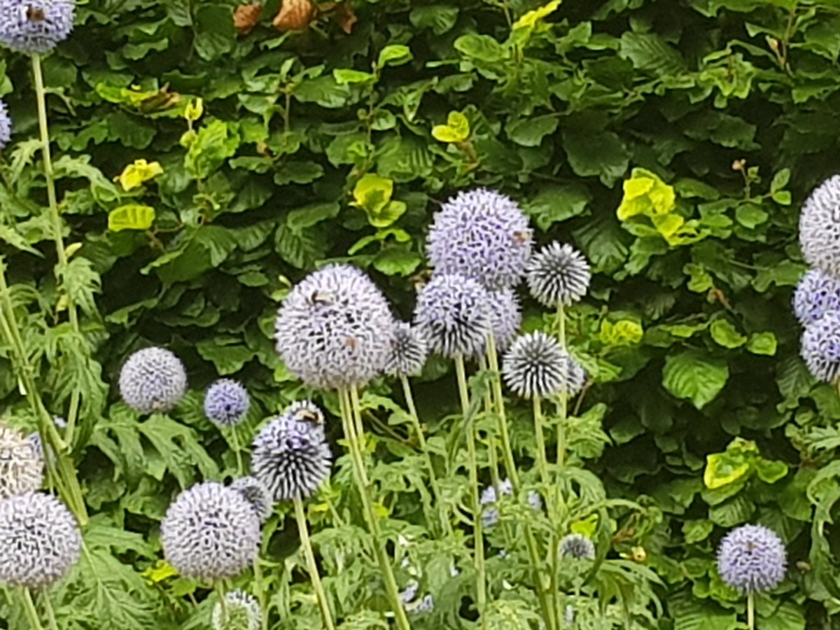 StepOnProject1's tweet image. Taking in the calming powers of the beautiful surroundings at #CARDIFF&apos;s #butepark.  These photos were taken by our participants during our #wellbeing walk recently, taking the time to stop, focus and share. @WCVA_AIF @WCVACymru @InnovateTrust #anxiety #inittogether
