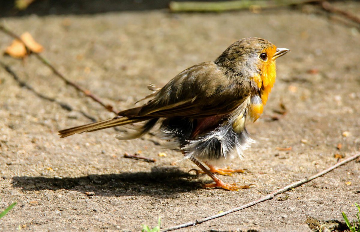 honeyfieldswb's tweet photo. 🛌On #nationallazyday it might not just be humans that feel like doing nothing. Some species of #WildBirds may be moulting, resting in their nests. They may not be around as much but still leave food & water out as they will need energy #feedbirds #nature #robins #bridwatching https://t.co/rinhe4OYyB