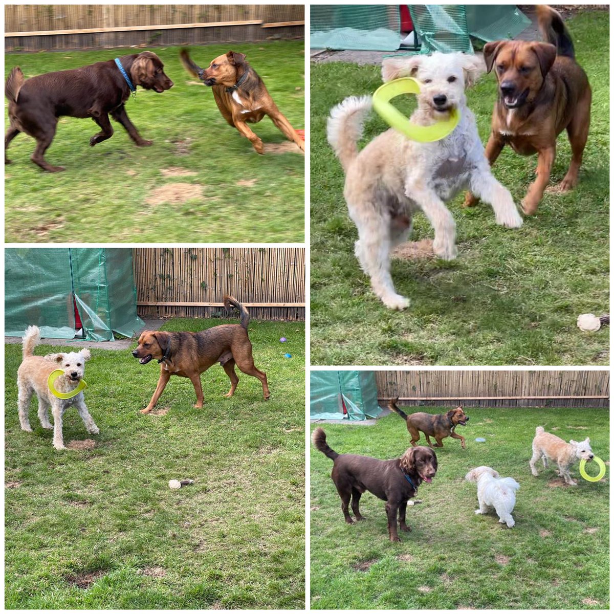 PetCheadle's tweet photo. Fun in the sun βοΈ#cheadlepetcare #homeboardingfordogs #homefromhomedogboarding #doghomeboarding #sprocker #sprockersofinstagram #schnoodle #schnoodlesofinstagram #zuchon #zuchonsofinstagram #beaglecross #beaglemix #dogsofinstagram #dogsoftwitter https://t.co/q1oLoP9MqG
