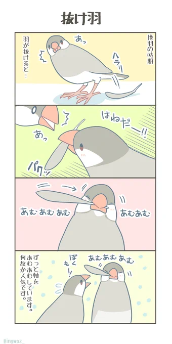 抜け羽。#buncho   #javasparrow #文鳥 