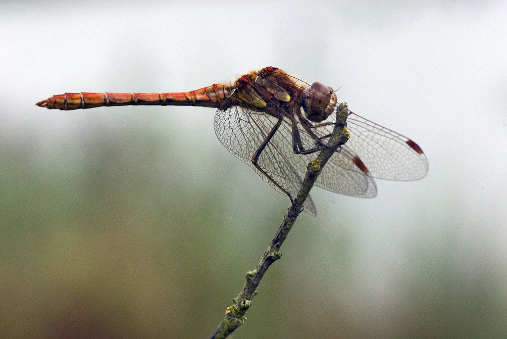 It's #NationalAllotmentWeek! 

<a href="/Buzz_dont_tweet/">Buglife</a>
 and The National Allotment Society are partnering up this week to acknowledge the importance of gardening with nature in mind! 

Take the survey to see what mini beasts are enjoying your allotment this week: nsalg.org.uk/news-events-ca…