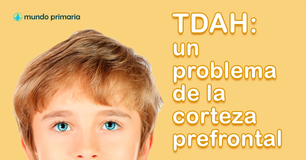 MundoPrimaria's tweet photo. ¿Qué es el TDAH? ¿Cuáles son sus síntomas?

 - Descubre los síntomas del TDAH.

 - Estrategia de intervención.

Pincha en este enlace o en la imagen para poder leer el artículo:

https://t.co/Qnf2udJv4w https://t.co/5opWTOWYe9