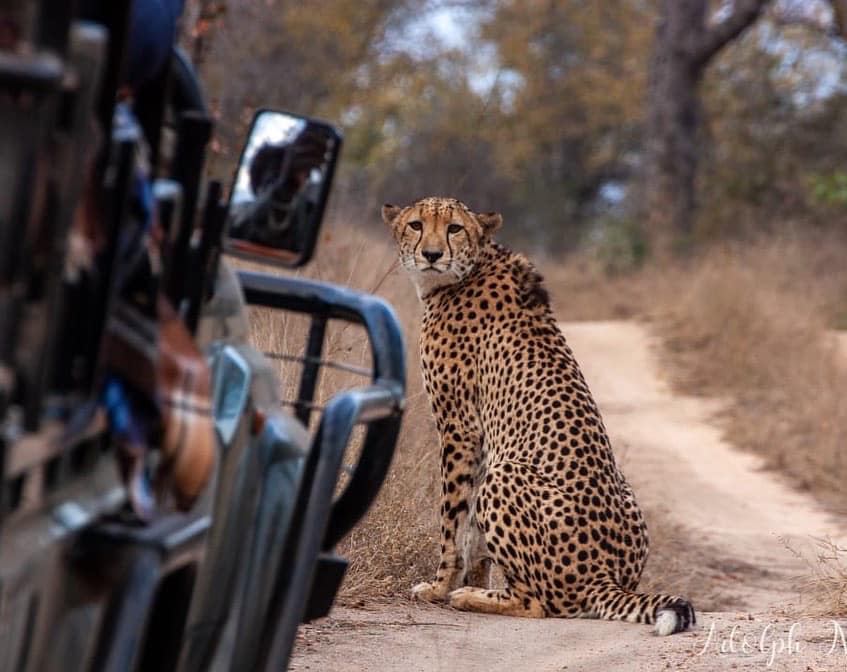 One of the unique and memorable experiences on Karongwe …. the opportunity to view cheetah on foot. 
📸: @adolphniemand 
📞: +27 11 8175560
📧: reservations@karongweportfolio.com
🌍: karongweportfolio.com