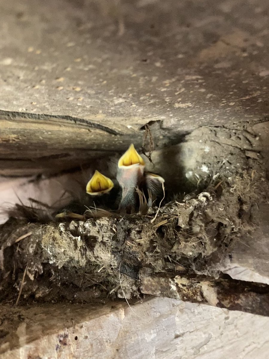 kellahfarm's tweet photo. Plenty of places for nesting on a farm  #swallows #kellahfarm https://t.co/KtwO4eB09W