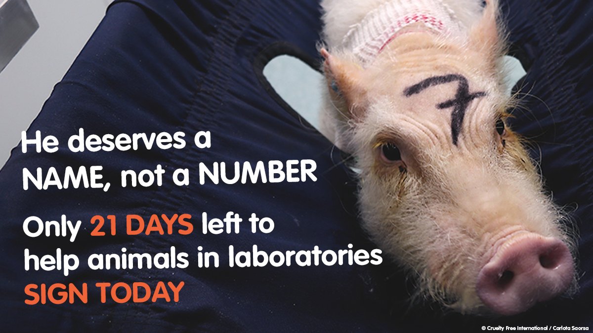 Cruelty Free International on Twitter: Cruelty Free International on Twitter:
