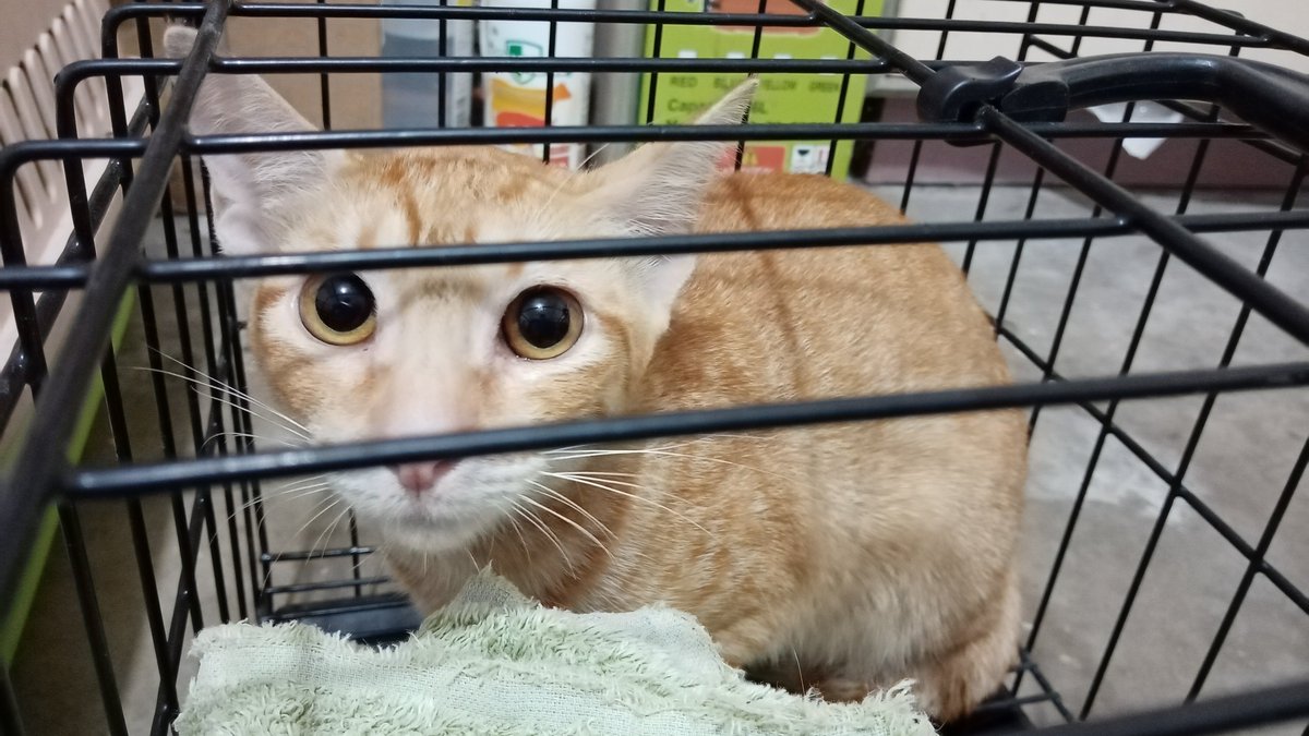 IWCTUK's tweet photo. Lots of cats in for spay and neuter too! #catsoftwitter #catwelfare #catpopulationcontrol https://t.co/H4qtm336vz