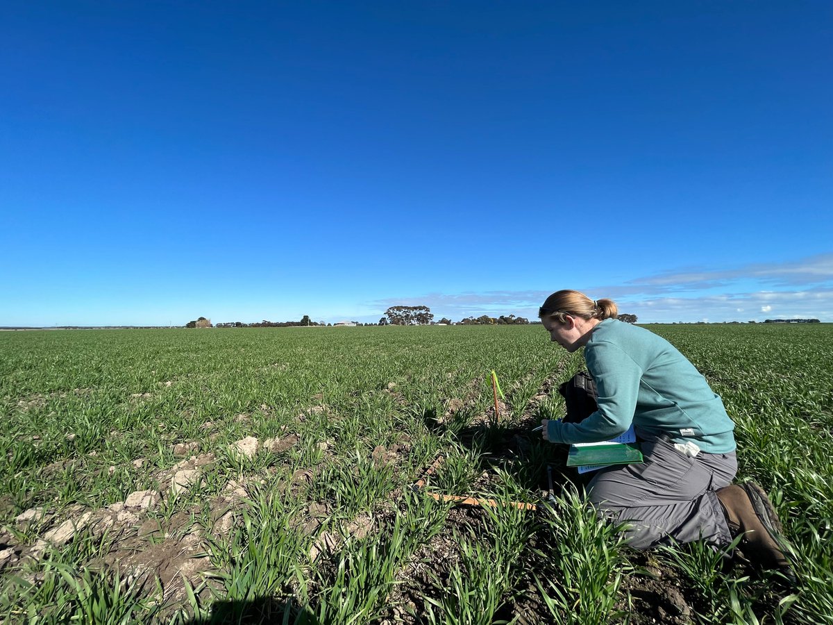 cesaraustralia's tweet photo. The office view this week for our research team!

Lizzy Lowe (@LizyLowe) and Luis Mata (@matanature) undertaking some sunny fieldwork at a site in Stoneleigh looking for redlegged earth mites and #beneficialinsects for IPM trials 🌱👌

@theGRDC #CesarinAction #sustainableag #IPM https://t.co/5eG6RYUrbu