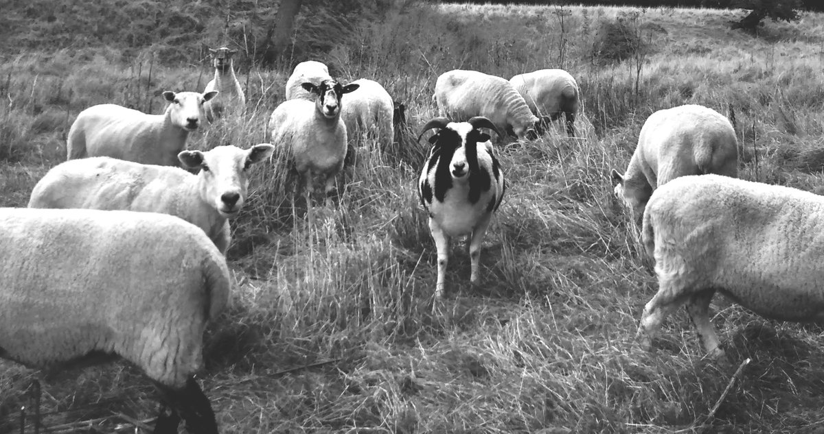 #OTD in 1904 #VaughanWilliams was in Yorkshire again hearing a song in praise of #sheep which later became a hymn tune - which one? Vaughan Williams’s Journey into Folk carolinedavison.substack.com/p/vaughan-will… #RVW150 #Folkmusic