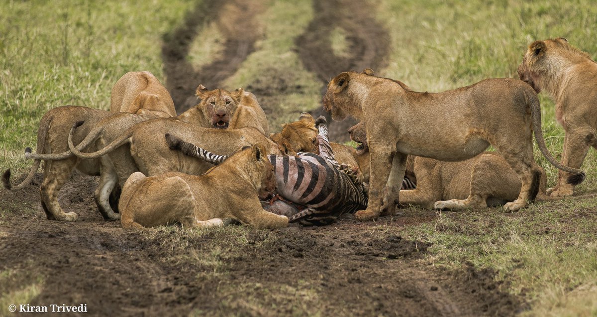 WorldLionDay2022
.
.
.
#NatGeoYourLens #YourLens #CaptureOnCanon #canon_official #CanonEdge #canonofficialindia #canonasia #canonrsa #africananimals #lionheart #lionforever #magicalkenya #incredible_gujarat #sonybbcearth #earthcaptures #natgeotravelindia #natgeoafrica #