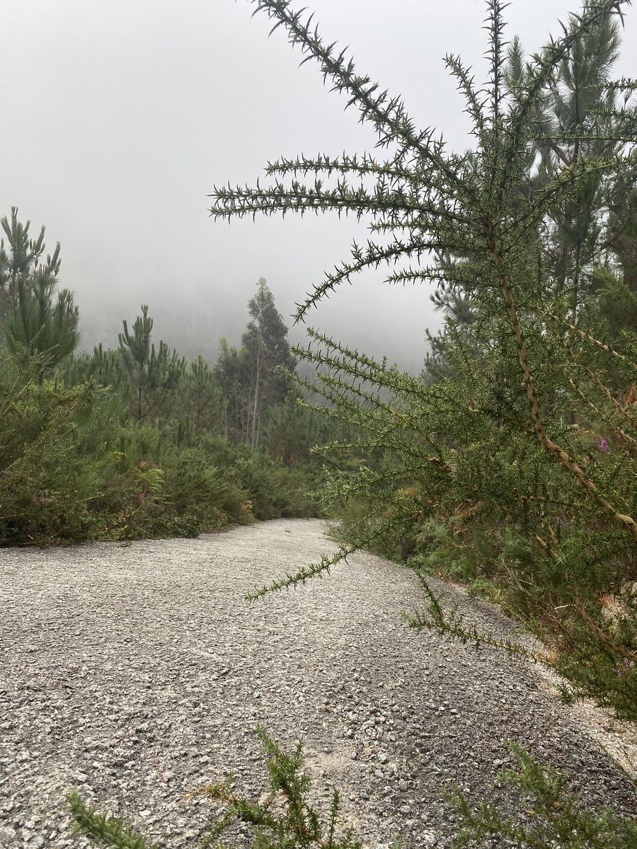 t_hersche's tweet image. Sehr, sehr steil ist die Route von Freixo nach Carnota Inland