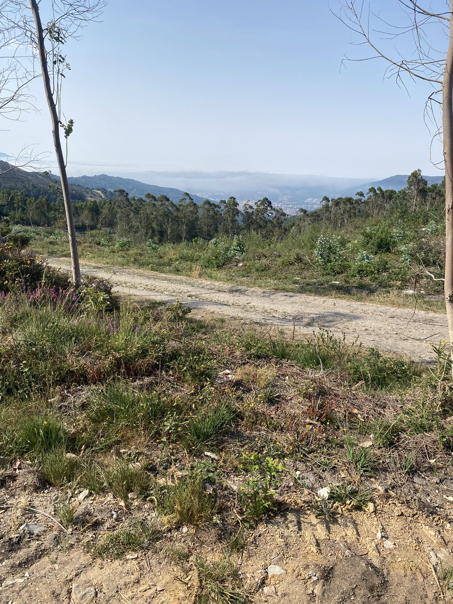 t_hersche's tweet image. Sehr, sehr steil ist die Route von Freixo nach Carnota Inland