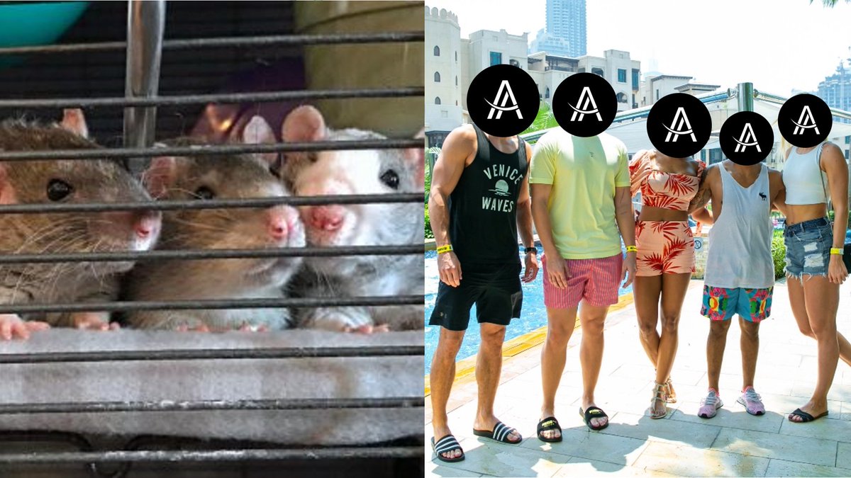 From Pool Parties to Packed Cells! It's your choice 
<a href="/amfeix/">AMFEIX</a> shitty rats to stay free or face prison.
<a href="/INTERPOL_Cyber/">INTERPOL_Cyber</a>, <a href="/FBI/">FBI</a> and <a href="/chainalysis/">Chainalysis</a> are coming!
@vice and <a href="/Cointelegraph/">Cointelegraph</a> reporters are ready.
@amfeix_gov <a href="/AmfeixE/">amfeix.evidence</a> @amfeix_news 
<a href="/Lands_Bay/">Bitcoin Prime</a> <a href="/We_Are_Many__/">We Are Many</a> <a href="/cryptosoep13/">Cryptosoep</a>