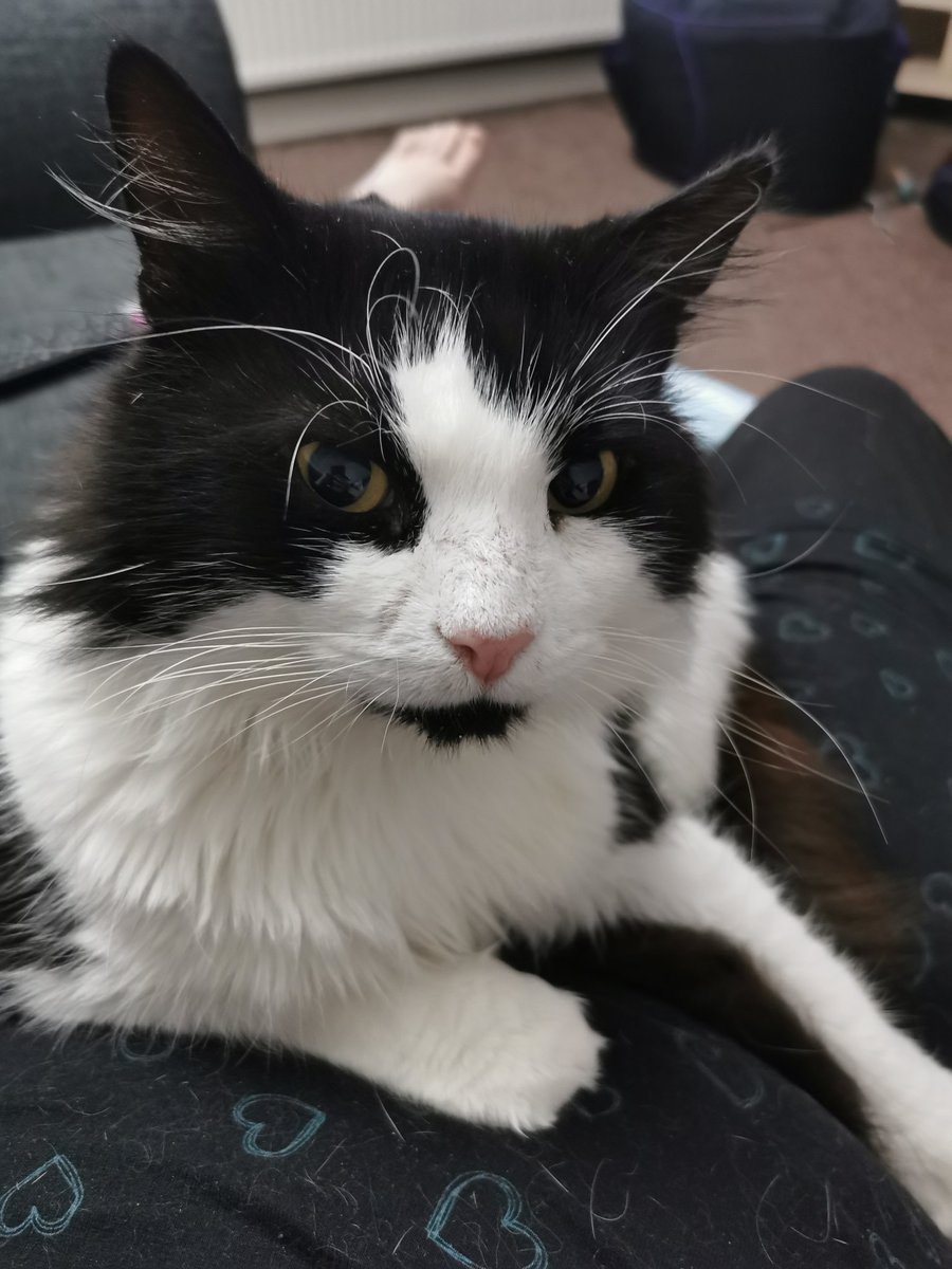 Meet bruno, he's a 3 year old rescue cat. He came to live with us on 8th August but only came out of hiding last night. He was a street cat, but he's taking to being a house cat like a champ