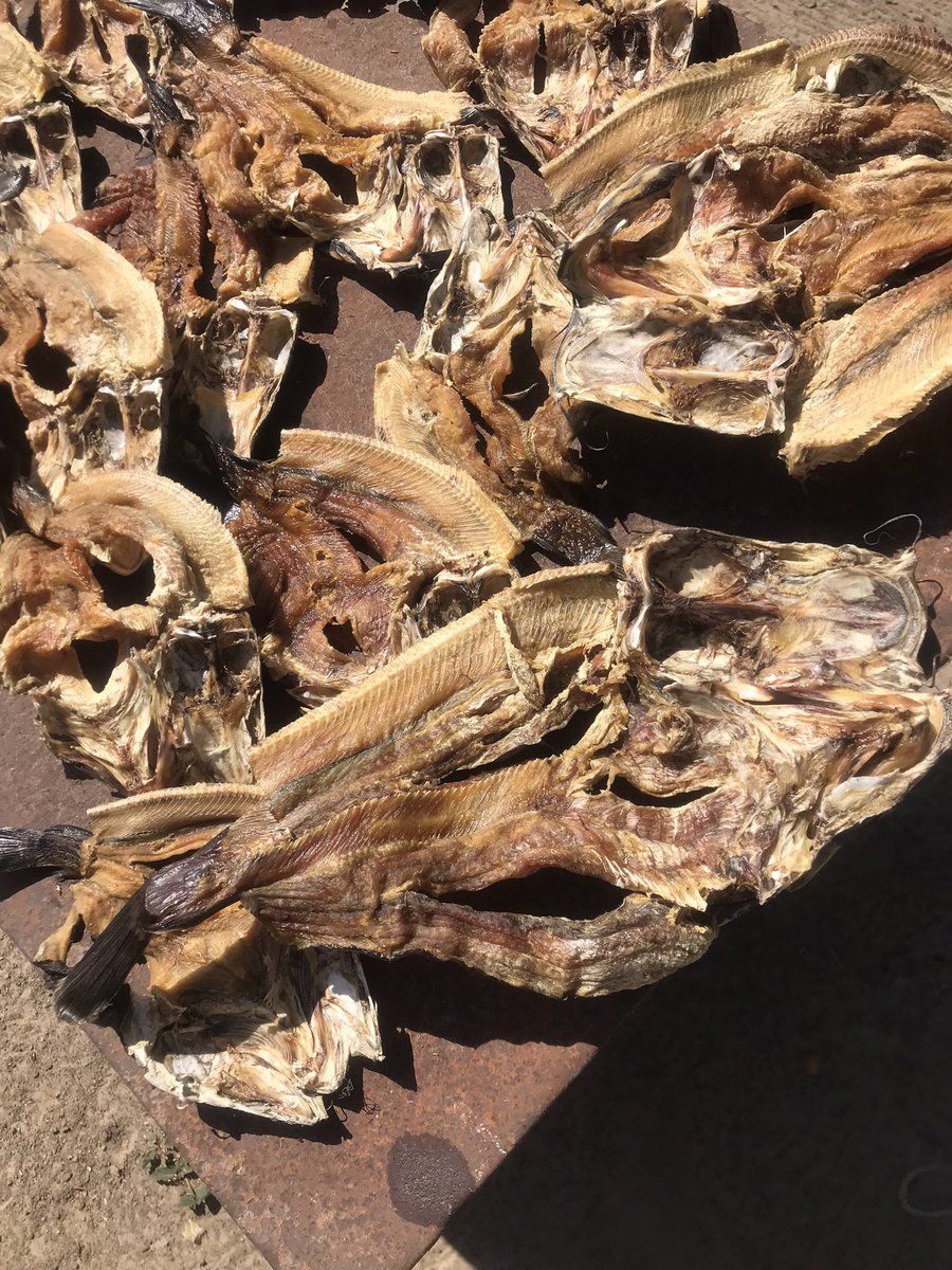 JohnSkyKambonde's tweet photo. Zambezi Breams available 28liters $800, dry Catfish 700 50kg!!!! https://t.co/Tk355jKobu