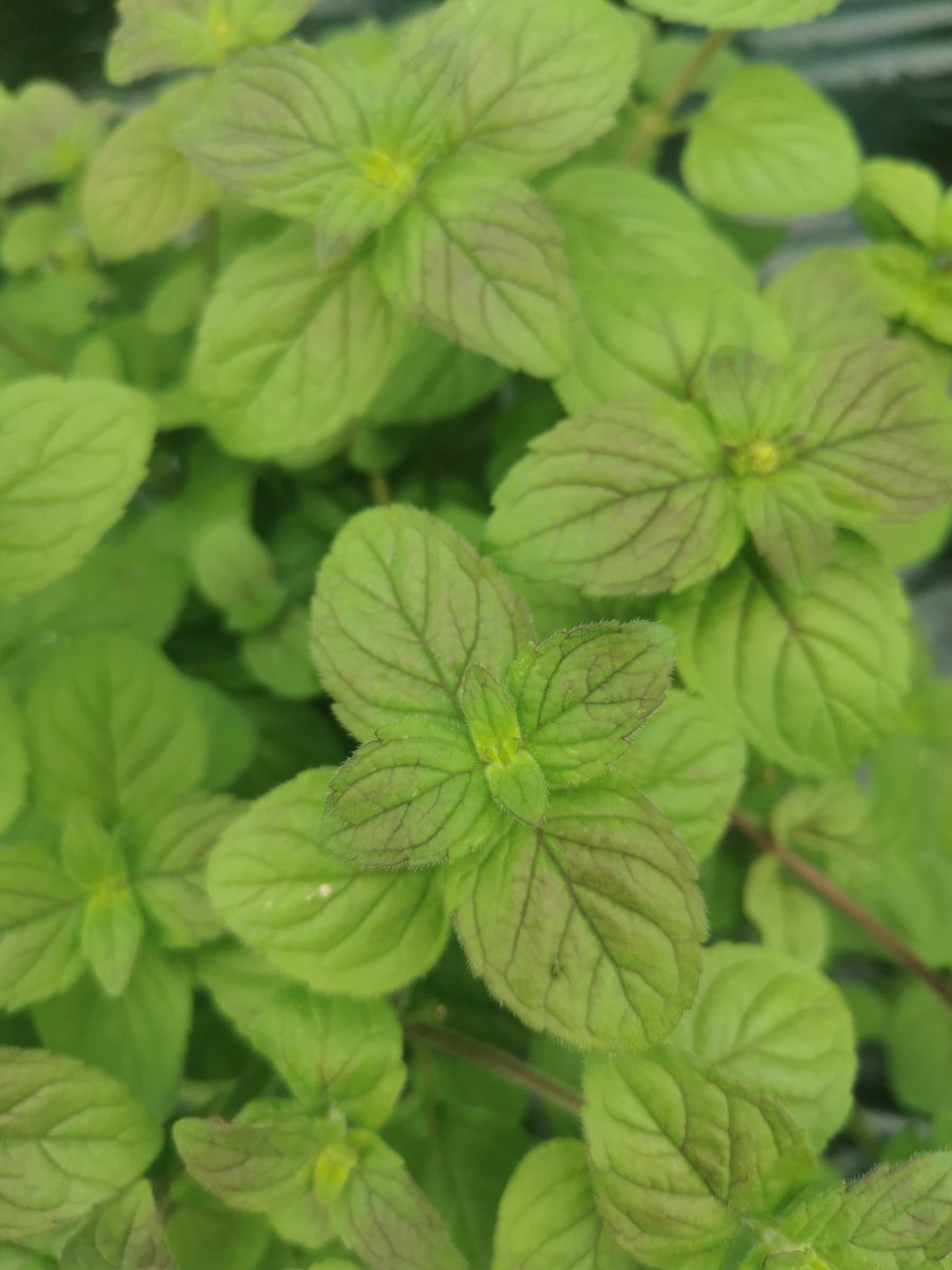 🌱Mentha Freiburg Munsterplatz is a new mint to me and I'm loving the red flushes coming on the older leaves, can't wait for this one to flower 🌱