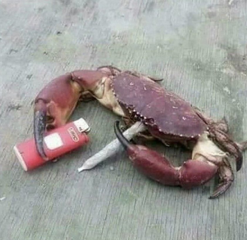 CatIsTalking's tweet image. 