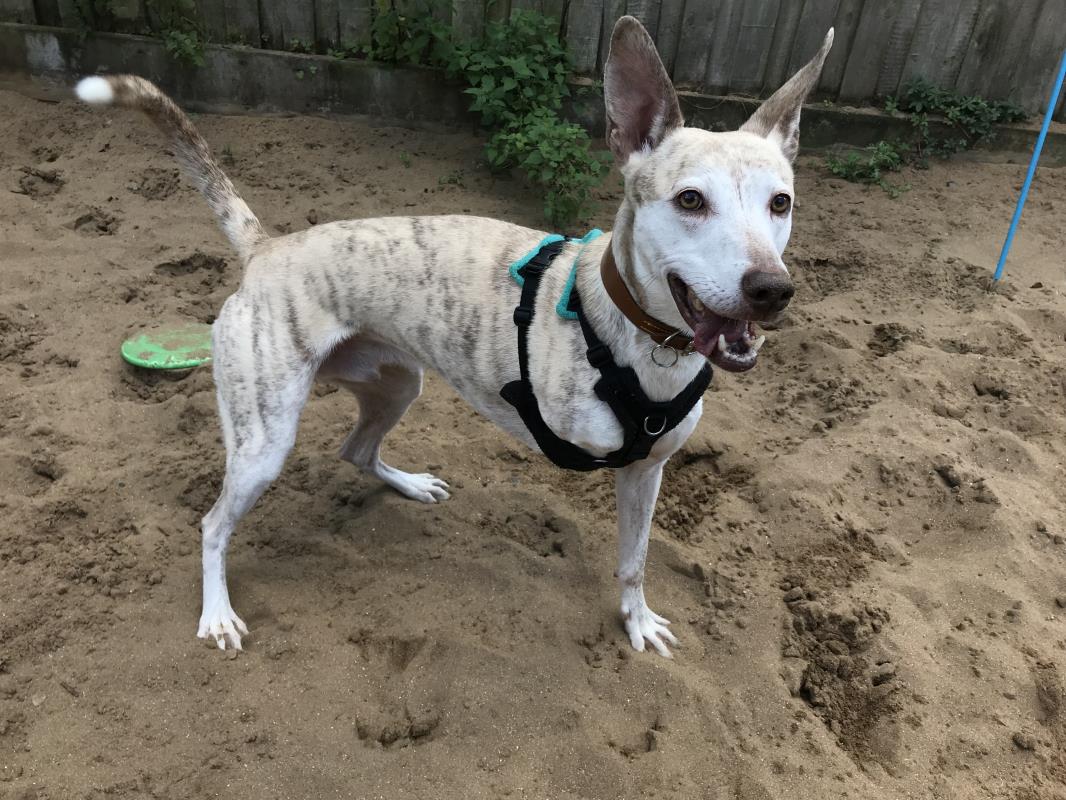 Please retweet to help Paxo find a home #ILFRACOMBE #CORNWALL #UK Super friendly aged 2 -5, active Lurcher looking for an adult home as the only pet. He's been overlooked for a while, please share to help 🍀 DETAILS or APPLY👇 dogstrust.org.uk/rehoming/dogs/……… #dogs #AdoptDontShop
