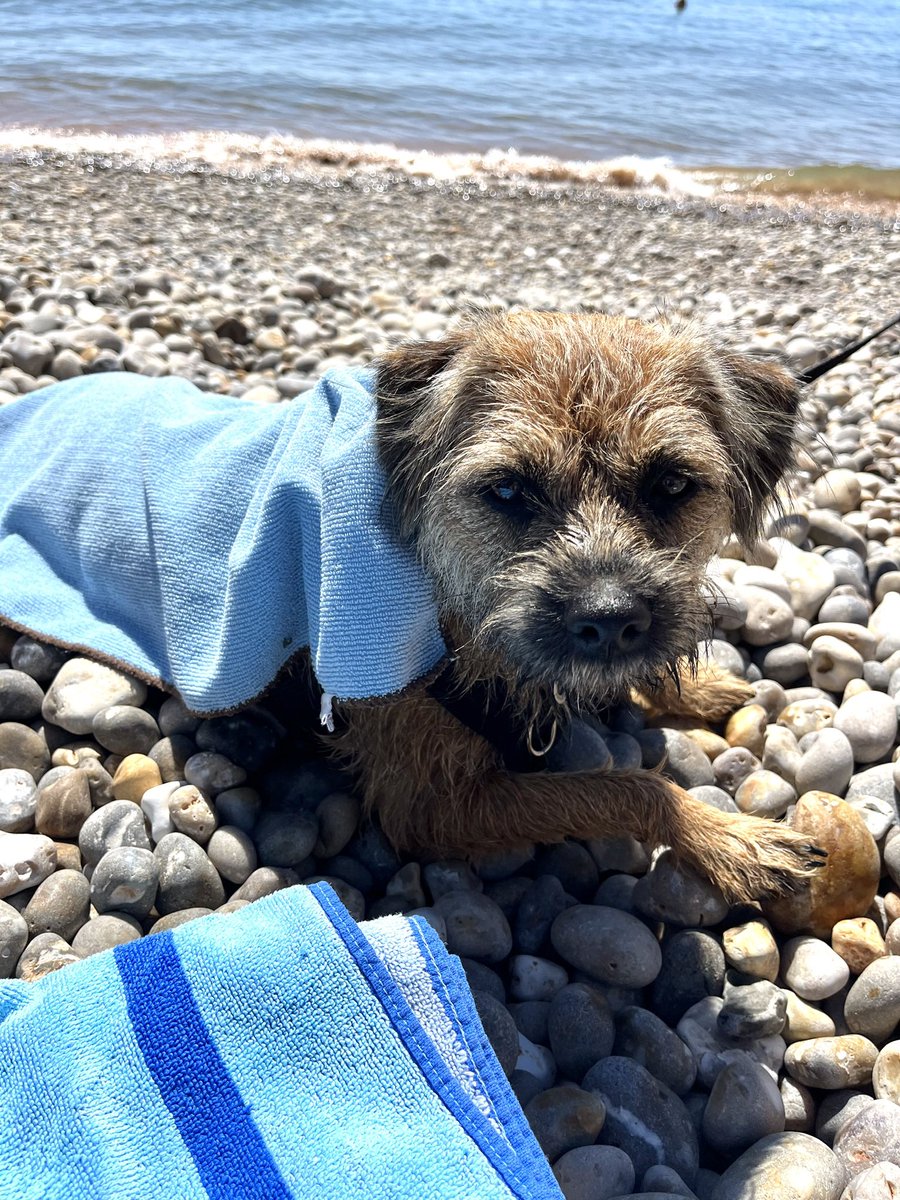 ##BTPosse pals, mum sez would anyone like a norty puppy who won’t stop chewing fings ?! Last nights tally = toilet roll, spine off book, more bark off da cherry tree! #butterwouldntmelt