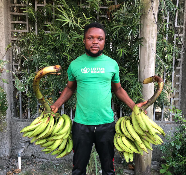 the_afchub's tweet photo. MEET our member from Nigeria 🇳🇬, @LotusEcoculture! Founded in 2017 by Osayi Ethan Olotu, the agribusiness utilizes arable farmland, innovative agronomic and agritech solutions and a fully-mechanized technological process to enhance local food production and exports in Africa. https://t.co/QnHb7egRBZ