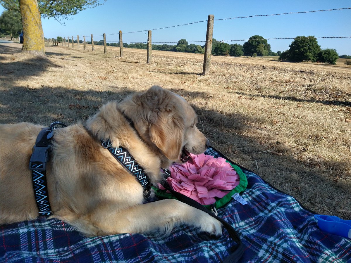 kitteridge_lisa's tweet photo. Luca still finds the outside world overstimulating, so this morning we took a rug, his mini snuffle mat & just sat in the shade chilling out after our walk.
15mins for him to take in the surroundings feeling calm & safe. Perfect.🥰
#RescueDogs
#acefreework
#chillwithyourdog https://t.co/6EbRE3wKS9