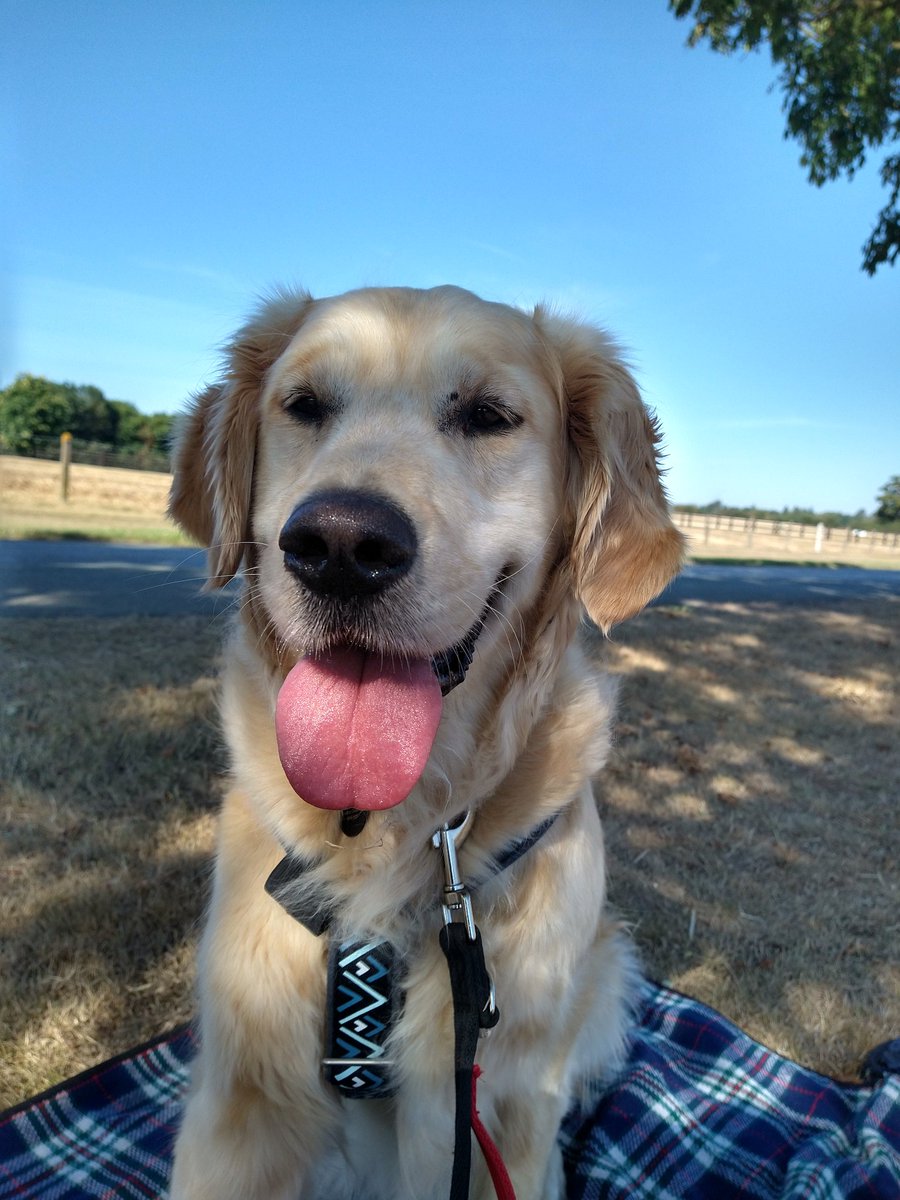 kitteridge_lisa's tweet photo. Luca still finds the outside world overstimulating, so this morning we took a rug, his mini snuffle mat & just sat in the shade chilling out after our walk.
15mins for him to take in the surroundings feeling calm & safe. Perfect.🥰
#RescueDogs
#acefreework
#chillwithyourdog https://t.co/6EbRE3wKS9