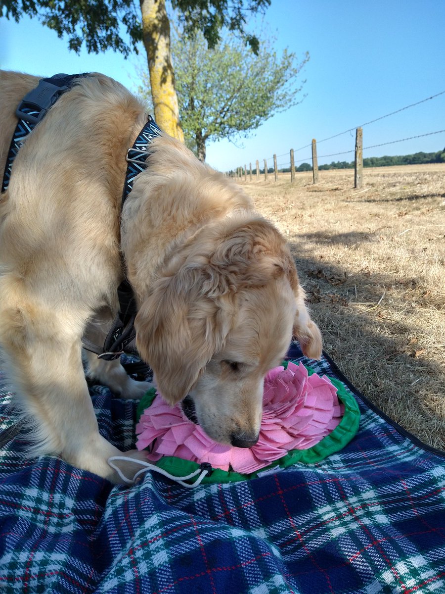 kitteridge_lisa's tweet photo. Luca still finds the outside world overstimulating, so this morning we took a rug, his mini snuffle mat & just sat in the shade chilling out after our walk.
15mins for him to take in the surroundings feeling calm & safe. Perfect.🥰
#RescueDogs
#acefreework
#chillwithyourdog https://t.co/6EbRE3wKS9