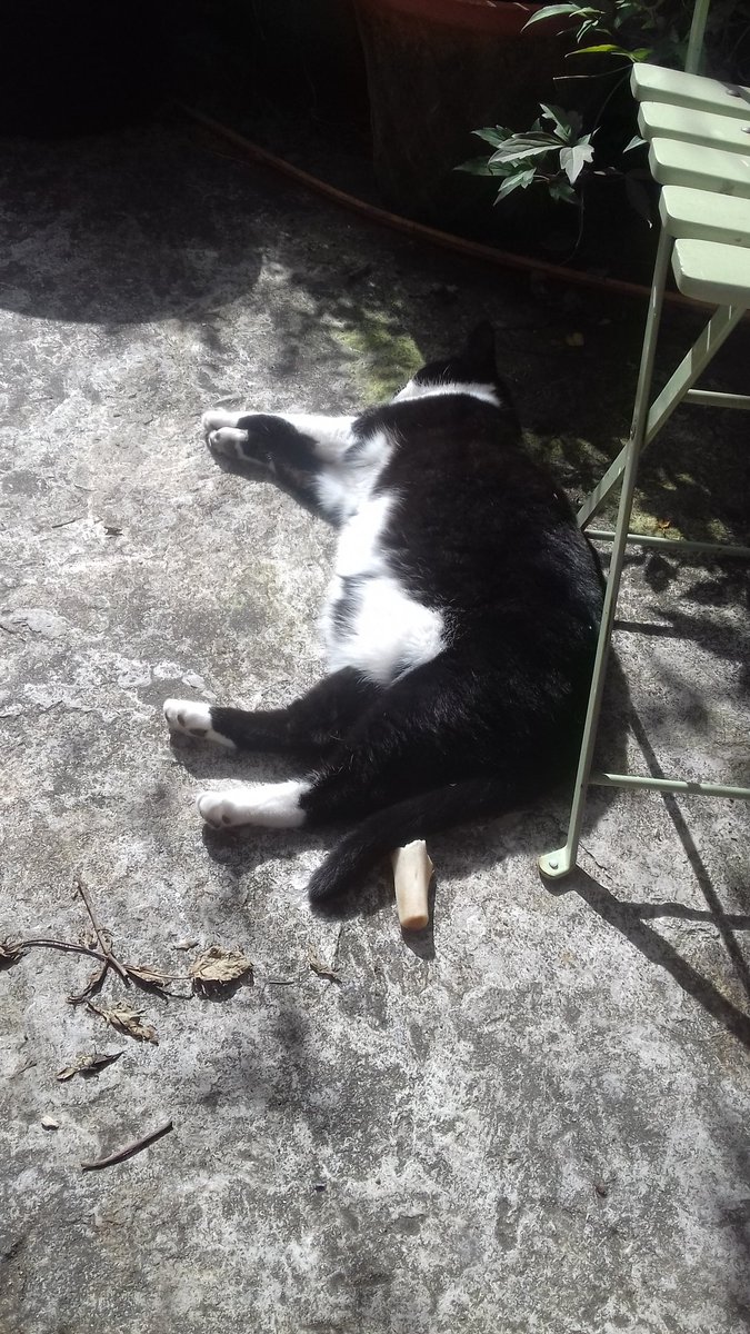 robcullen4's tweet photo. The monster chilling in the yard...#killersun #toastisburning https://t.co/FTzmHN5zUC