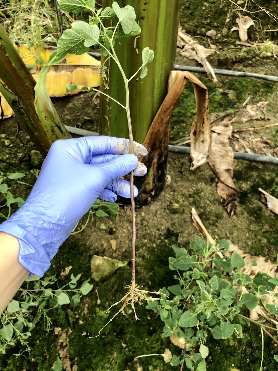 GlsmUysal07's tweet photo. #musa #banana #rootknotnematode #meloidogyne #spiralnematode #helicotylenchus 🌀 https://t.co/irfgXHl0jb