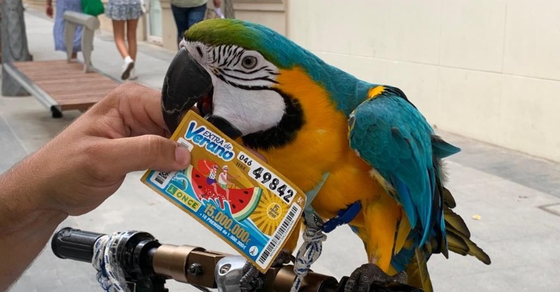 ONCE_oficial's tweet photo. ¡'Estate al loro'🦜 con el Extra de Verano de la ONCE!😉

Llega el #subidón, con un gran premio de 15 millones de euros ¡¡SUERTE!! 🍀

#PremiosONCE @JuegosONCE #ExtraDeVerano #SubidónDelVerano #BienJugado