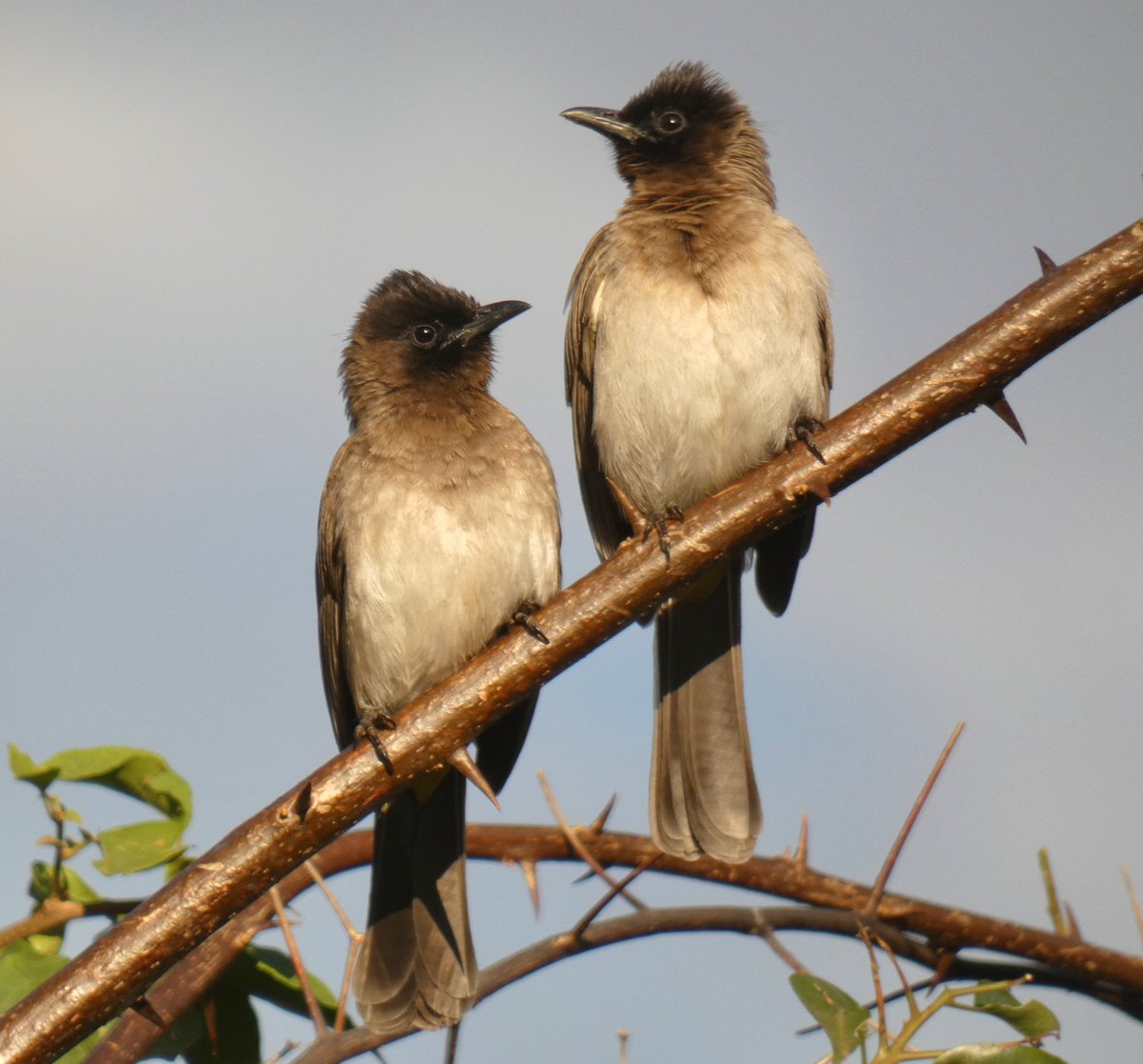 kumikokomatsuba's tweet photo. #darkcappedbulbul #blackeyedbulbul #commonbulbul #サンショクヒヨドリ #ヒヨドリ #bulbul #birding #birdinginafrica #birdwatching #birds #birdpair #birdlover #lilongwe #malawi #africa #バードウォッチング #バーディング #野鳥撮影 #野鳥 #鳥 #鳥好き #リロングウェ #マラウイ #アフリカ https://t.co/EfNbLdQB0M