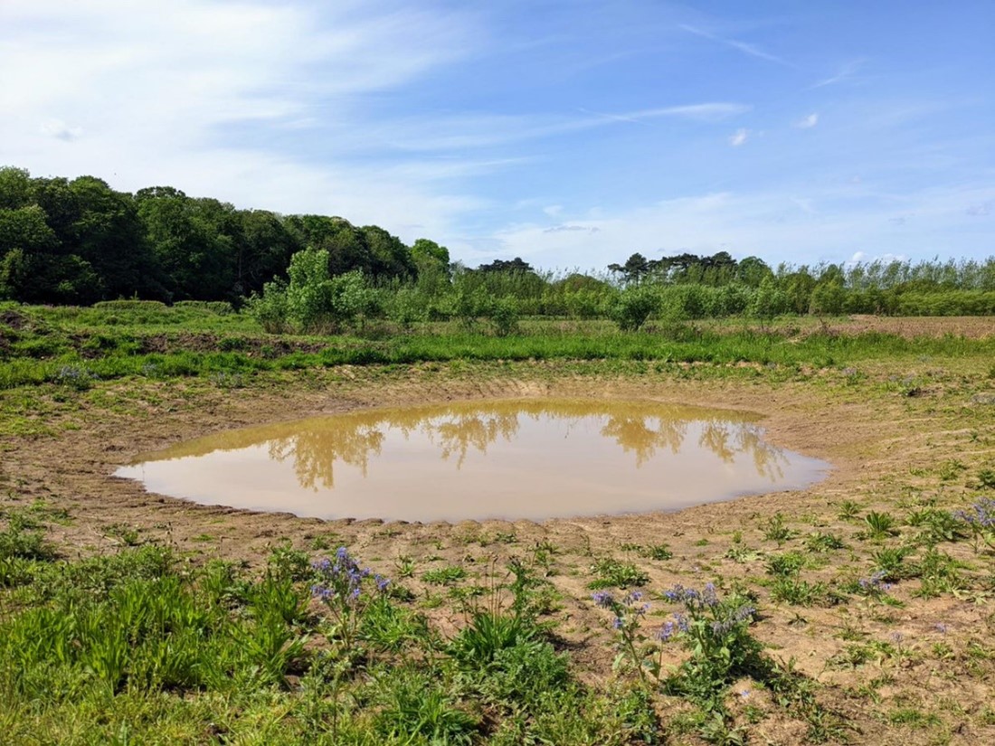 NE_WestAnglia's tweet photo. Are you a landowner in Cambridgeshire? If so, the #DistrictLevelLicensing team are running pond auctions this month with @EnTradeUK, so get your bids in to create #greatcrestednewt ponds! 

Sign up here https://t.co/vKjkpINMTw

Photo credit: D Brown, newly created auction pond https://t.co/bThjmeEyiv