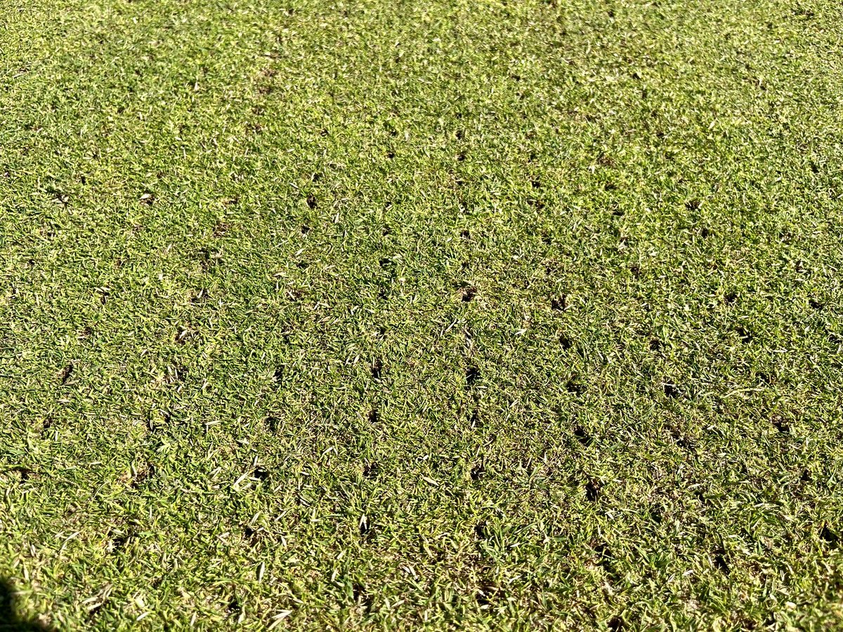 DanHiney's tweet photo. Thank you Ross @GreenTekGroup for demonstrating their very impressive Dynoseeder @conwygolfclub https://t.co/AehS3AHAwk