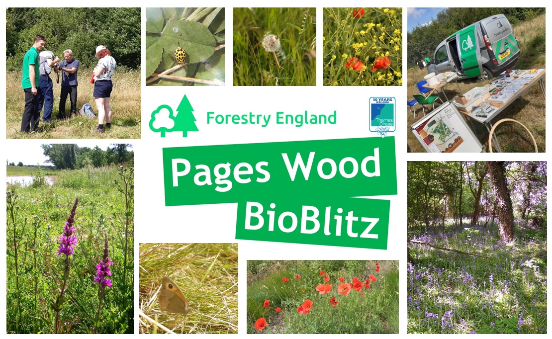 Land of the Fanns (@landofthefanns) on Twitter photo Join <a href="/Thames_Chase/">Thames Chase</a> and <a href="/Thames_beat/">Thames Chase Woodlands - Forestry England</a> today at Pages wood, 11am-3pm. A nature fun day for all the family!
We'll have activity sheets, spotters guides, sweep netting and pond dipping to blitz all the biodiversity we can find at Pages Wood. Join <a href="/Thames_Chase/">Thames Chase</a> and <a href="/Thames_beat/">Thames Chase Woodlands - Forestry England</a> today at Pages wood, 11am-3pm. A nature fun day for all the family!
We'll have activity sheets, spotters guides, sweep netting and pond dipping to blitz all the biodiversity we can find at Pages Wood.