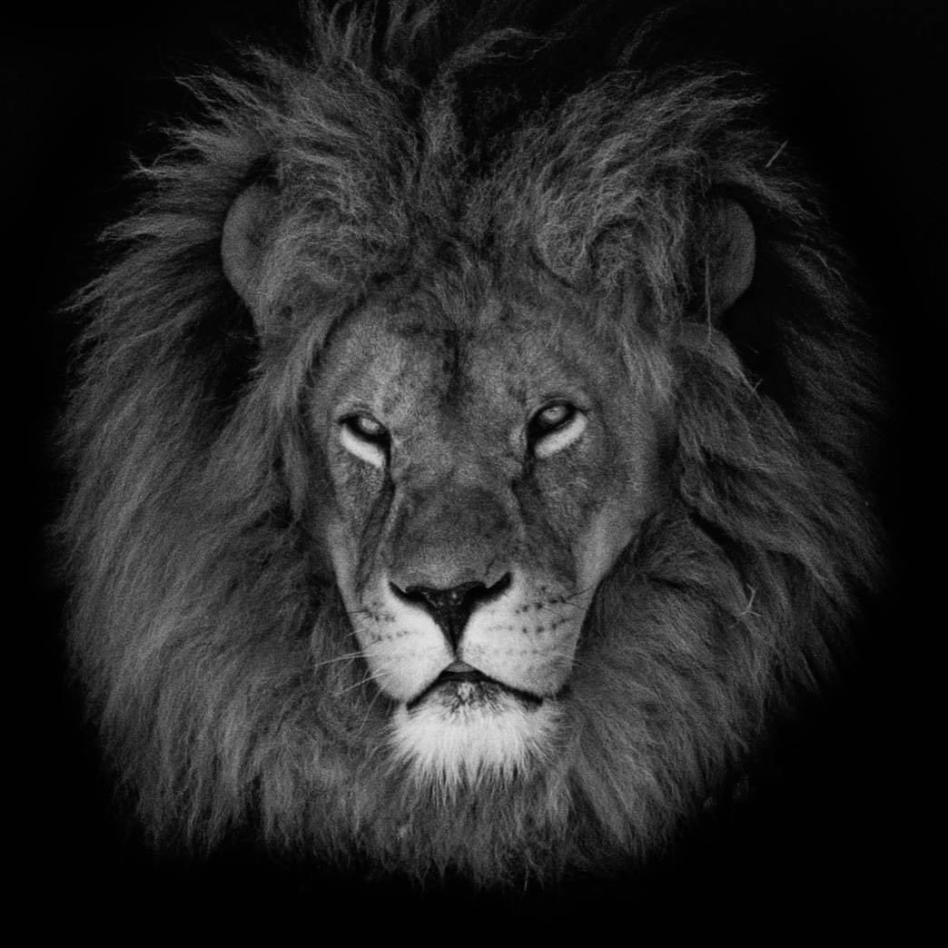 B&amp;W attempt from my visit yesterday to <a href="/YorkshireWP/">Yorkshire Wildlife Park 🦁</a>