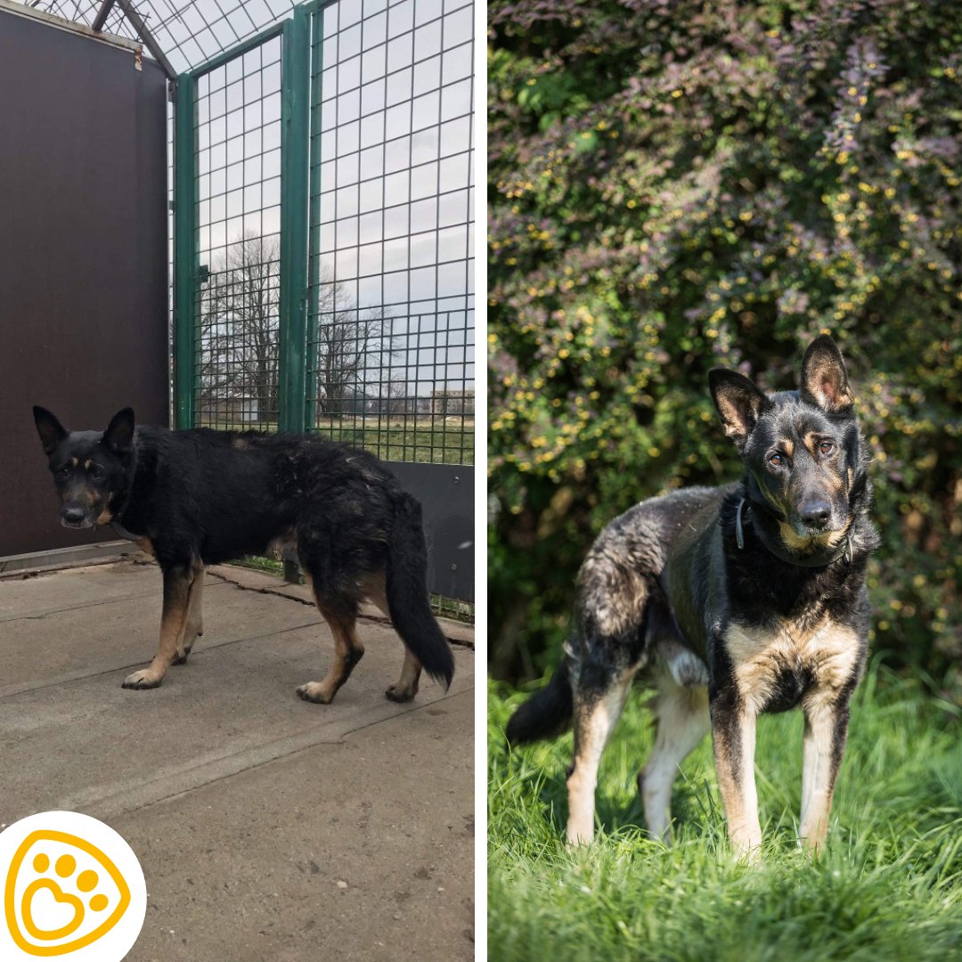 Pet Heroes 🐕🐈 tweet media